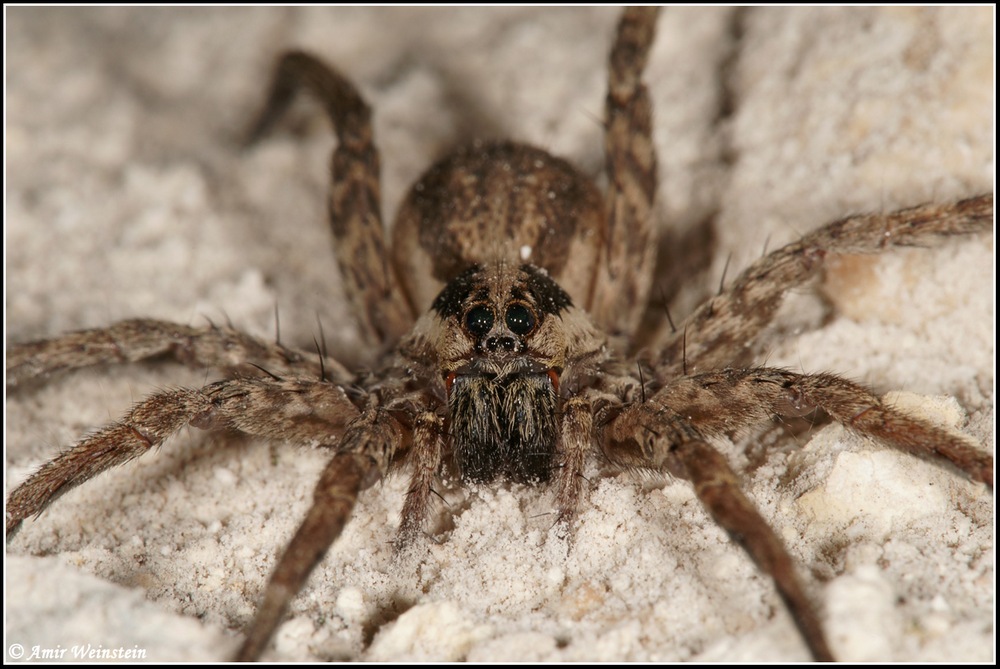 Lycosidae d''Israele